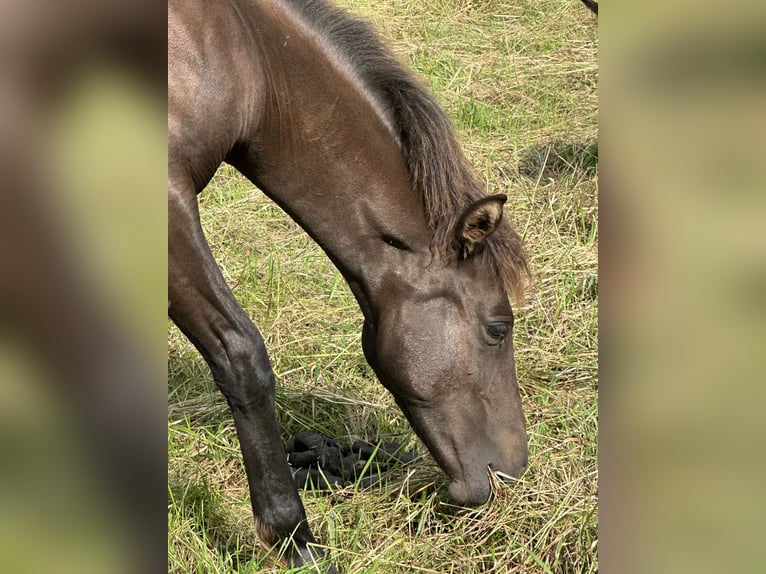Lewitzer Stallion Foal (02/2025) 13,2 hh Bay-Dark in Velpke