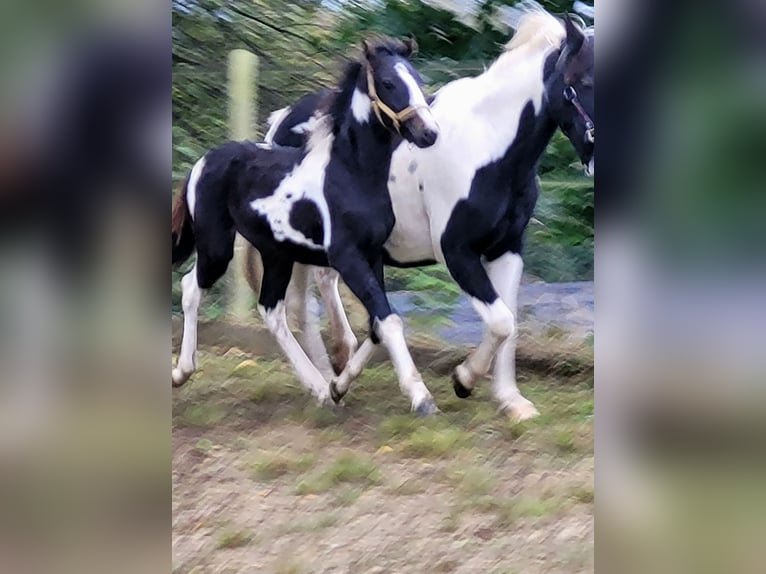 Lewitzer Stallion Foal (05/2024) 14,1 hh Tobiano-all-colors in Streithausen