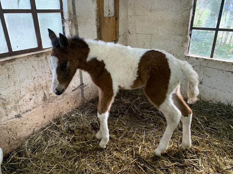 Lewitzer Stallion Foal (03/2024) 14,2 hh Pinto in Engelskirchen