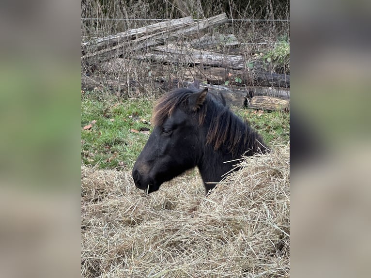 Lewitzer Stallion Foal (02/2025) 14,1 hh Bay-Dark in Velpke