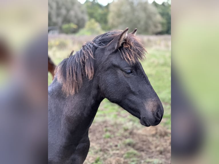 Lewitzer Stallion Foal (02/2025) 14,1 hh Bay-Dark in Velpke