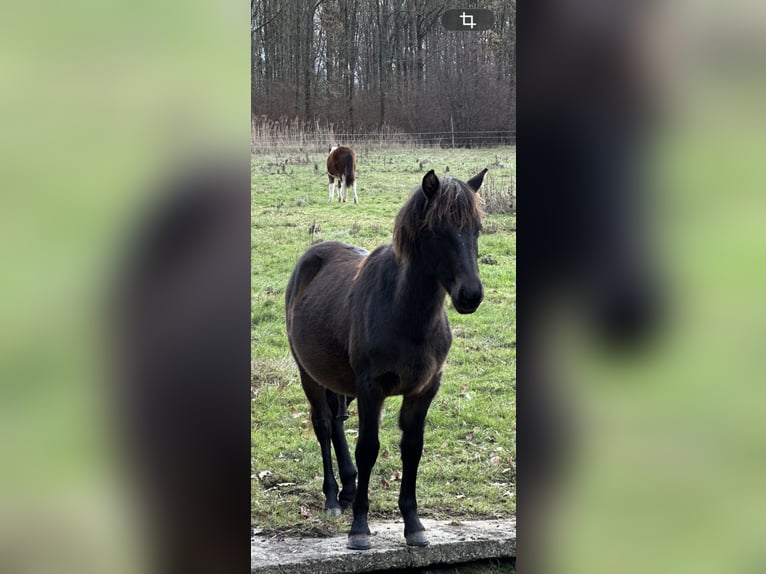 Lewitzer Stallion Foal (02/2025) 14,1 hh Bay-Dark in Velpke