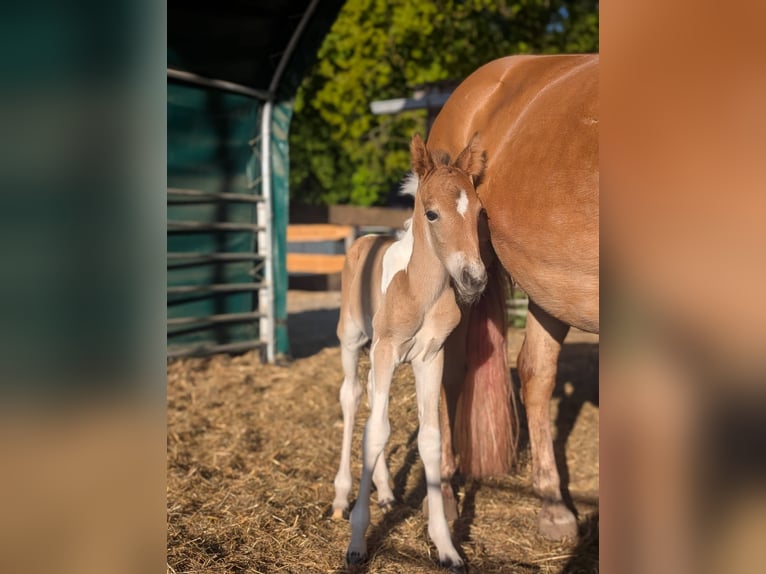 Lewitzer Mix Stallion 14,1 hh Pinto in Niedersachsen - Jesteburg Lewitzer Mix Stallion 14,1 hh Pinto in Niedersachsen - Jesteburg