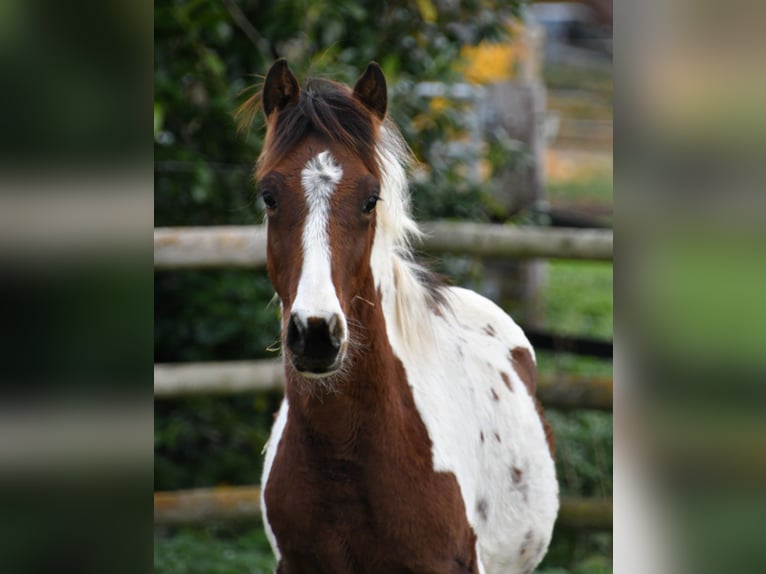 Lewitzer Stallion Foal (05/2025) 14,2 hh Tobiano-all-colors in Mörsdorf