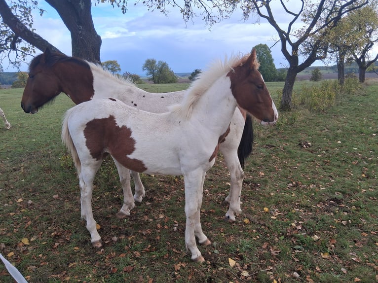 Lewitzer Mix Stallion Foal (03/2025) 15,2 hh Pinto in Heldburg