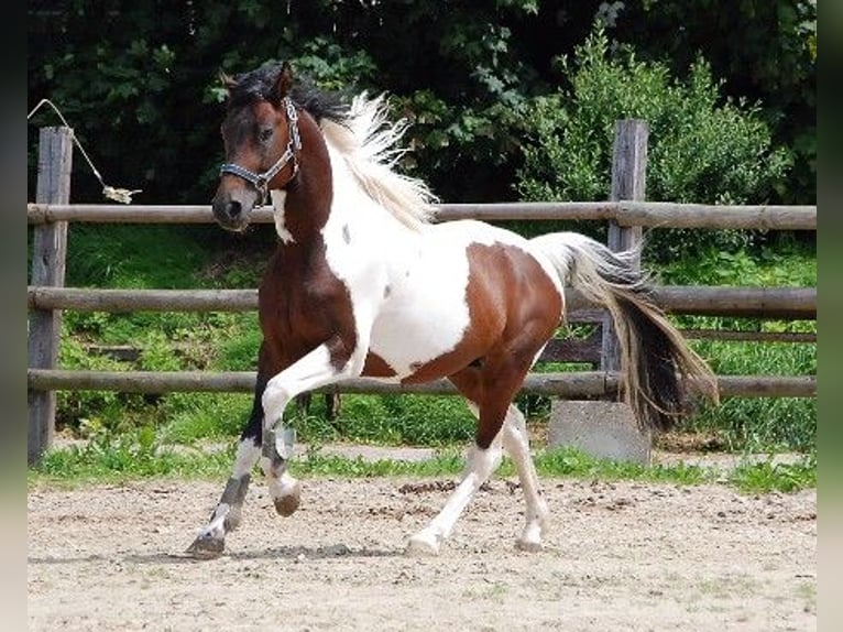 Lewitzer Stallion Pinto in Adlkofen