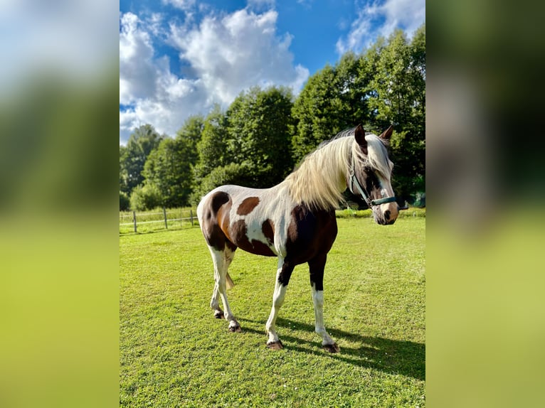 Lewitzer Stallone 15 Anni 146 cm Pezzato in Zarrentin am Schaalsee