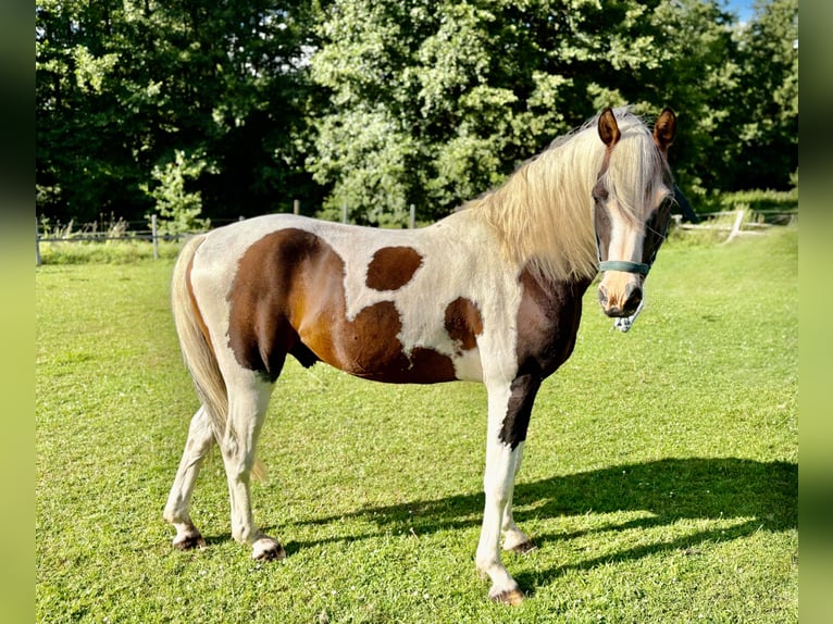 Lewitzer Stallone 15 Anni 146 cm Pezzato in Zarrentin am Schaalsee
