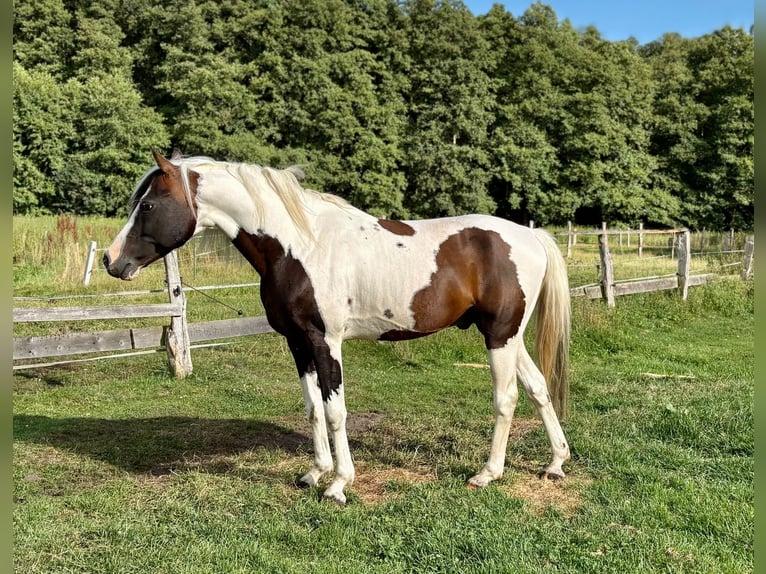 Lewitzer Stallone 15 Anni 146 cm Pezzato in Zarrentin am Schaalsee