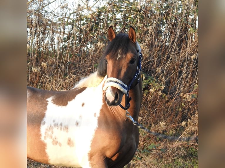 Lewitzer Stallone 2 Anni 138 cm Pezzato in Verl