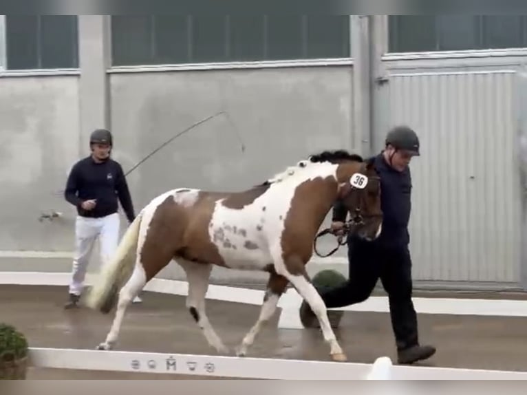 Lewitzer Stallone 2 Anni 138 cm Pezzato in Verl