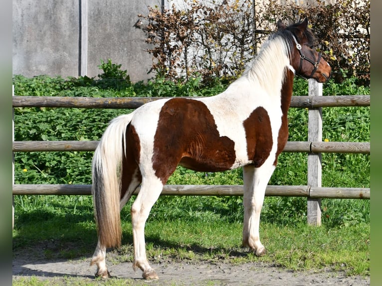 Lewitzer Stallone 2 Anni 147 cm Tobiano-tutti i colori in Mörsdorf