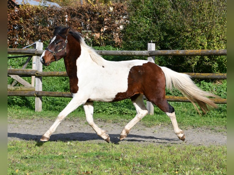 Lewitzer Stallone 2 Anni 147 cm Tobiano-tutti i colori in Mörsdorf