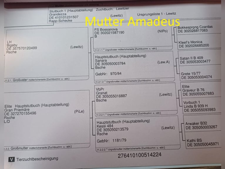 Lewitzer Stallone 2 Anni Pezzato in Luckenbach