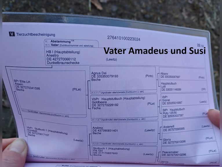 Lewitzer Stallone 2 Anni Pezzato in Luckenbach