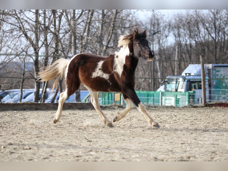 Lewitzer Stallone 2 Anni Pezzato in Luckenbach