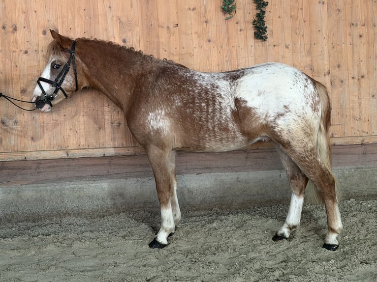 Lewitzer Mix Stallone 3 Anni 125 cm Pezzato in Riedlingen
