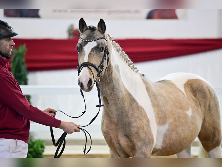 Lewitzer Stallone 3 Anni Pezzato in NEUSTADT DOSSE