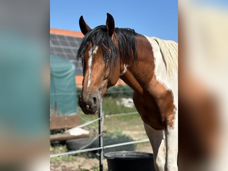 Lewitzer Mix Stallone 6 Anni 155 cm Pezzato in Zirchow