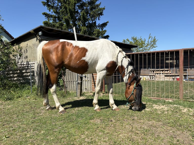 Lewitzer Mix Stallone 6 Anni 155 cm Pezzato in Zirchow
