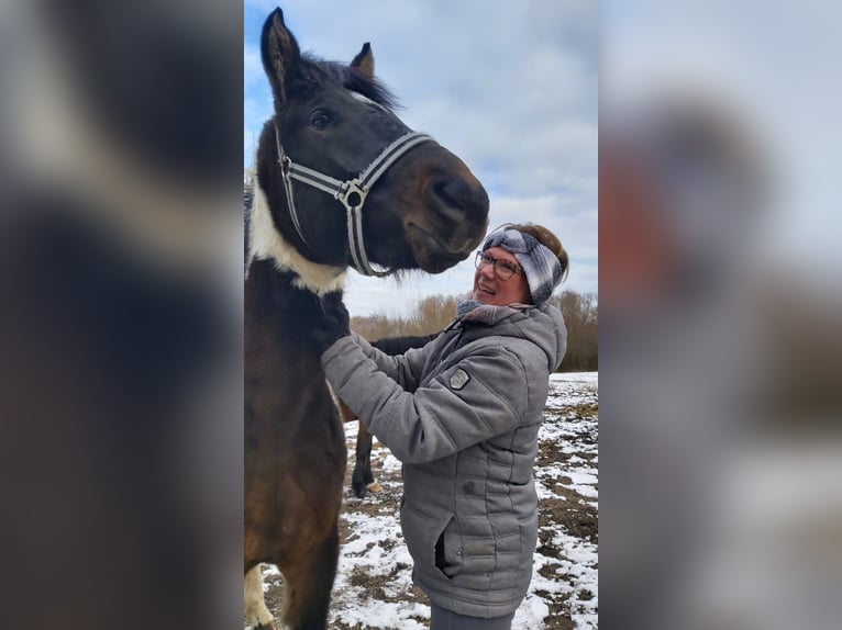 Lewitzer Stallone Pezzato in Heringsdorf