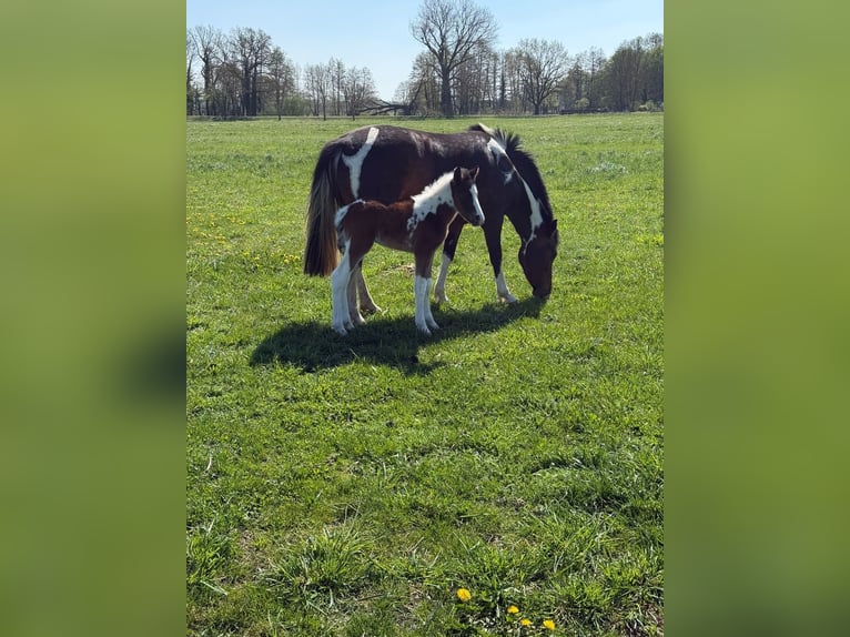 Lewitzer Stallone Puledri (04/2026) 140 cm Baio scuro in Salzwedel