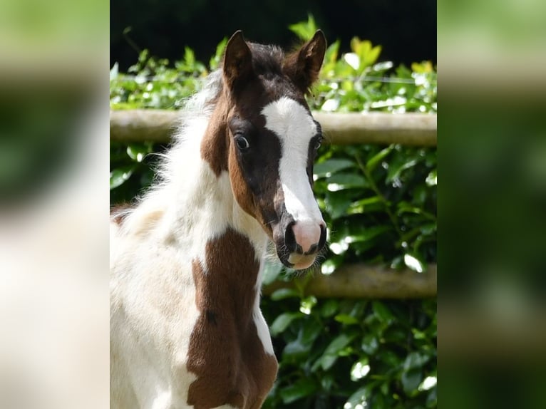 Lewitzer Stallone Puledri (04/2026) 148 cm Tobiano-tutti i colori in Mörsdorf