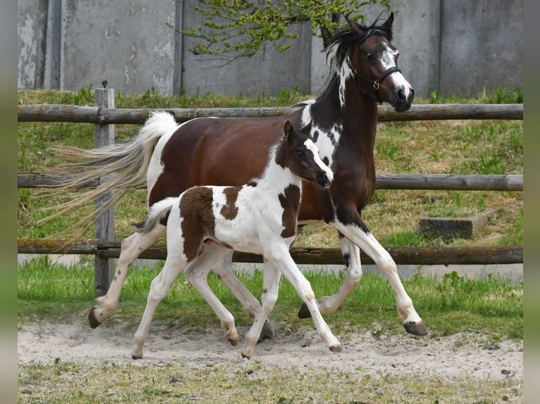 Lewitzer Stallone Puledri (04/2026) 148 cm Tobiano-tutti i colori in Mörsdorf