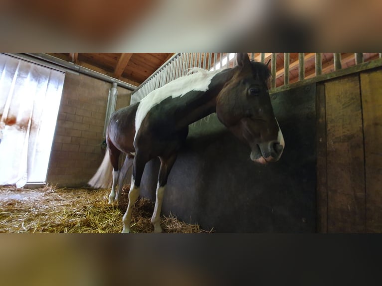 Lewitzer Sto 10 år 145 cm Pinto in ZUZWIL BE