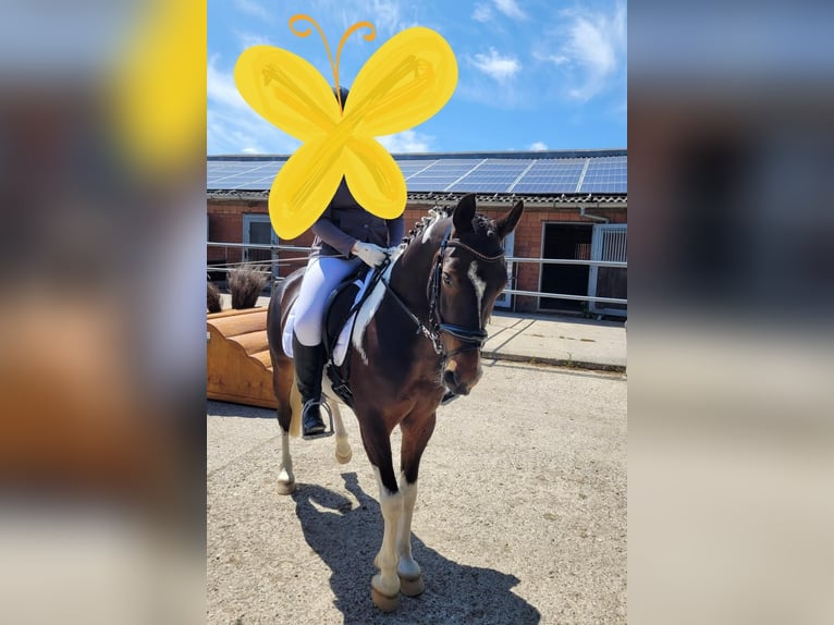 Lewitzer Sto 13 år 140 cm Pinto in Itzstedt