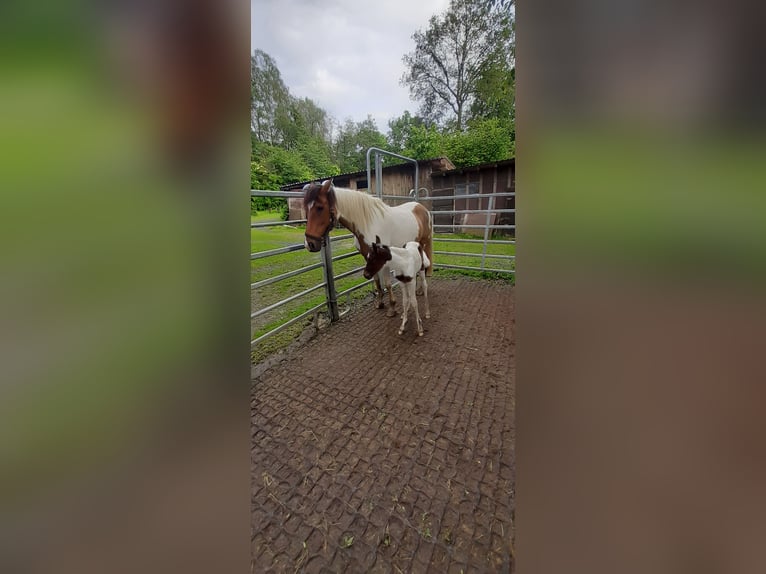 Lewitzer Sto 17 år 150 cm Pinto in Streithausen