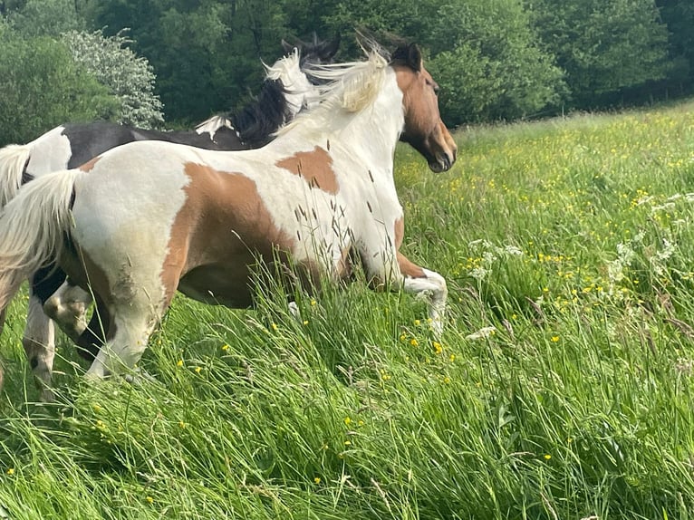 Lewitzer Sto 17 år 150 cm Pinto in Streithausen