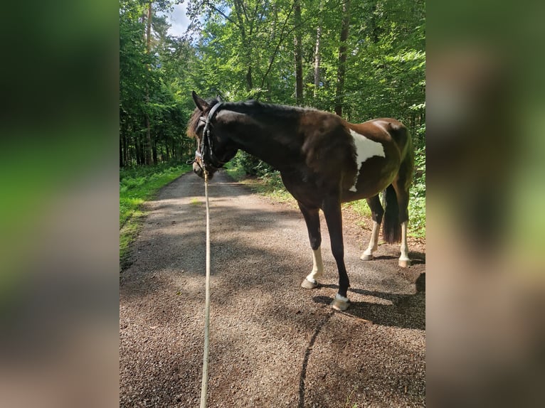 Lewitzer Blandning Sto 3 år 148 cm Pinto in Blankenheim