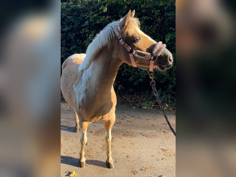 Lewitzer Blandning Sto 8 år 132 cm Pinto in Norderstedt