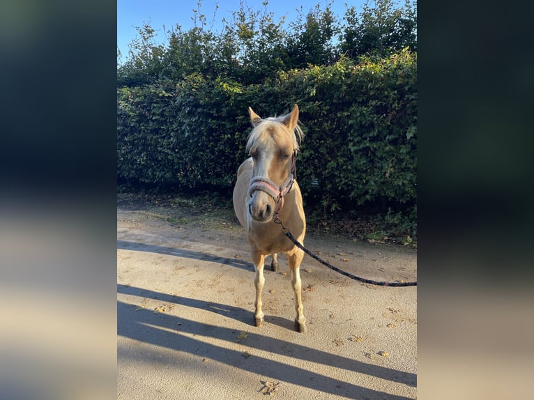 Lewitzer Blandning Sto 8 år 132 cm Pinto in Norderstedt