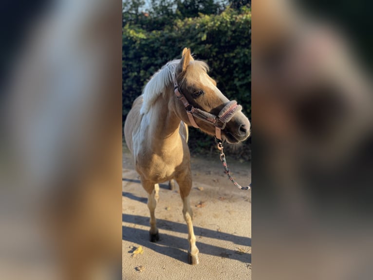 Lewitzer Blandning Sto 8 år 132 cm Pinto in Norderstedt