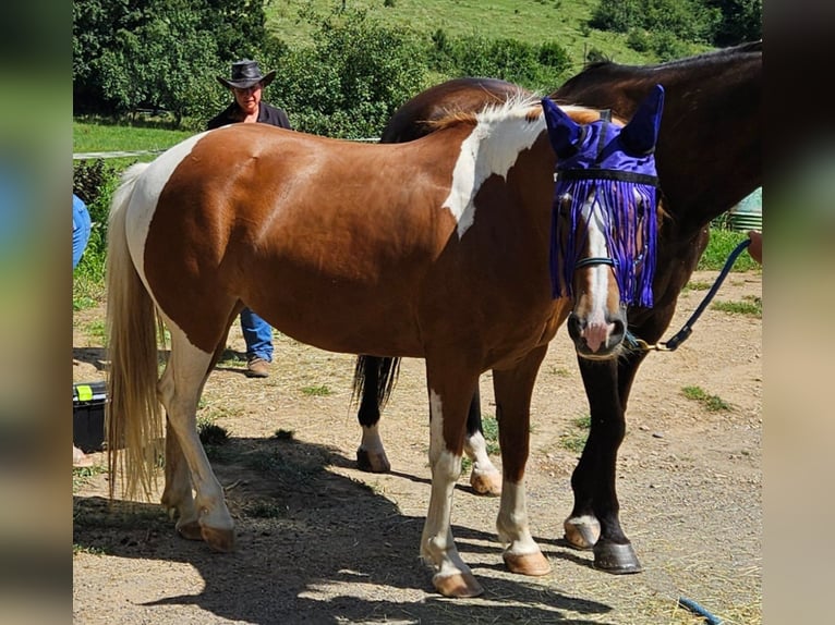 Lewitzer Blandning Sto 8 år 138 cm Pinto in Bad Krozingen