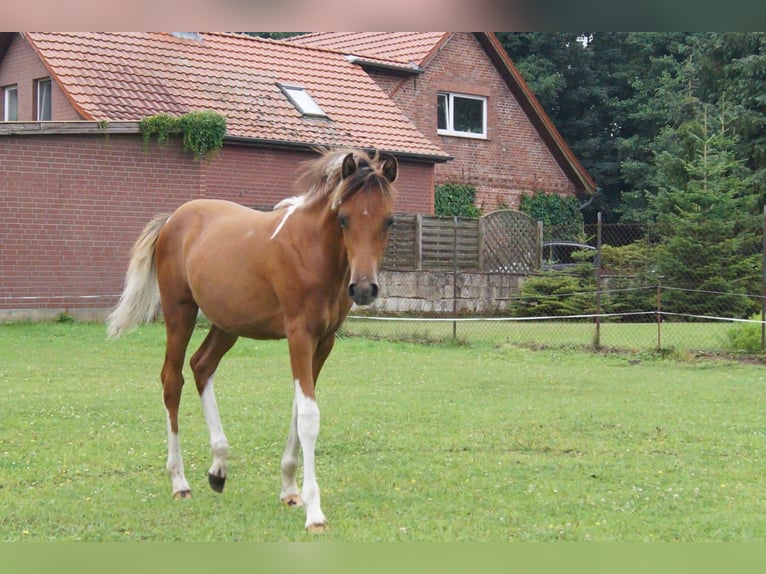 Lewitzer Sto Föl (04/2024) Pinto in Heiddorf