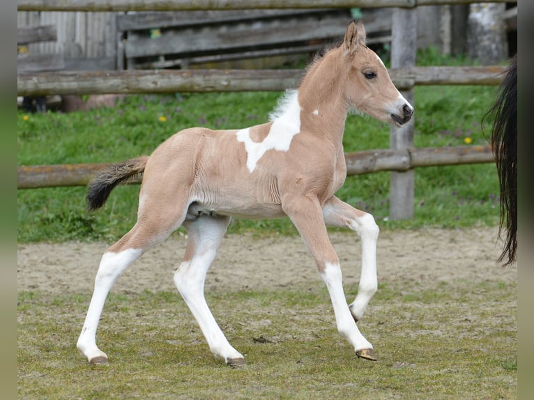 Lewitzer Stute 10 Jahre 147 cm Buckskin in Mörsdorf