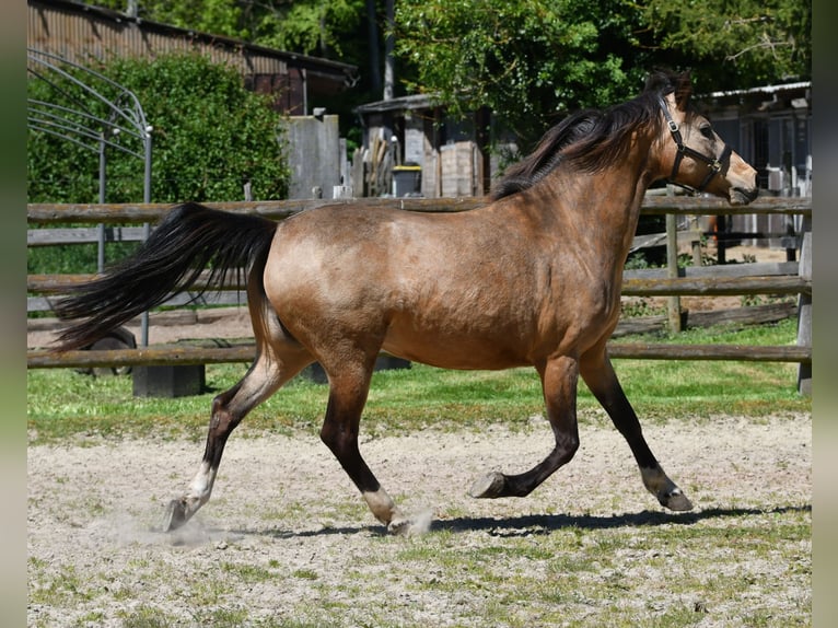 Lewitzer Stute 10 Jahre 147 cm Buckskin in Mörsdorf