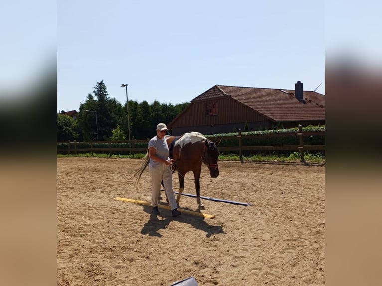 Lewitzer Stute 10 Jahre 147 cm Schecke in Baddeckenstedt
