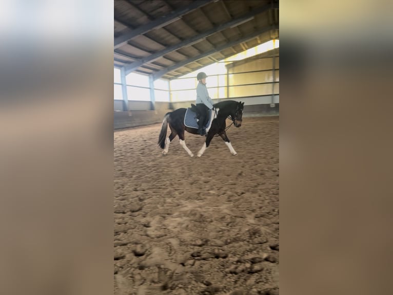 Lewitzer Mix Stute 13 Jahre 130 cm Schecke in Winsen (Aller)