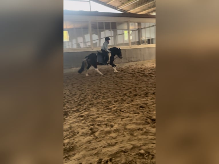 Lewitzer Mix Stute 13 Jahre 130 cm Schecke in Winsen (Aller)