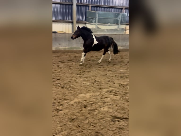 Lewitzer Mix Stute 13 Jahre 130 cm Schecke in Winsen (Aller)