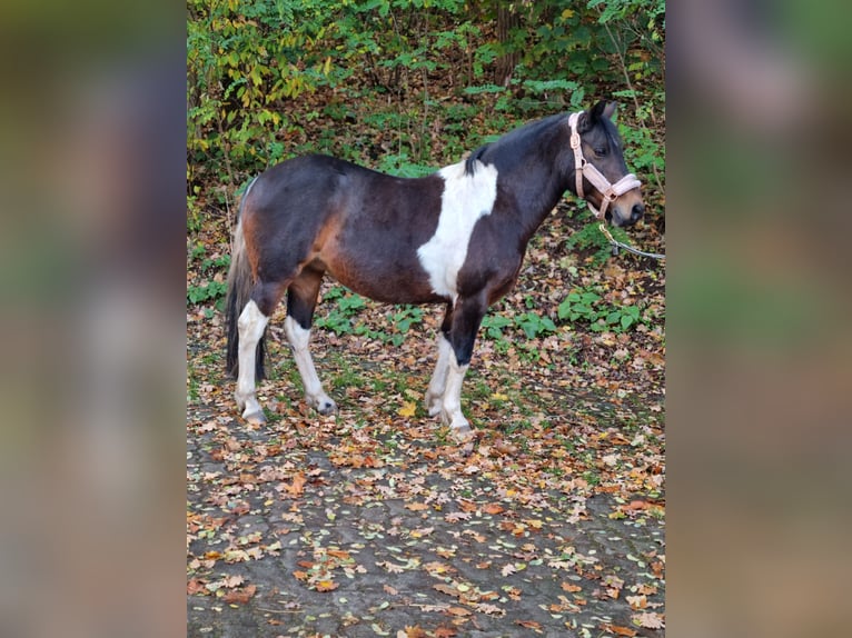 Lewitzer Mix Stute 13 Jahre 130 cm Schecke in Winsen (Aller)