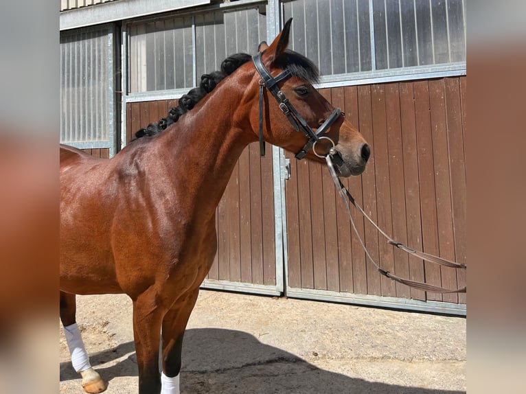 Lewitzer Stute 13 Jahre 145 cm Brauner in G&#xF6;ttingen