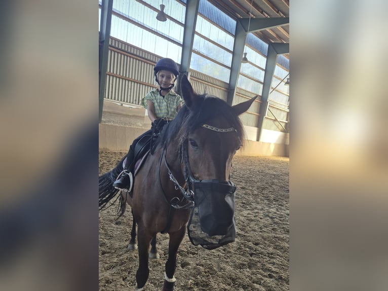Lewitzer Stute 13 Jahre 147 cm Brauner in Quitzow