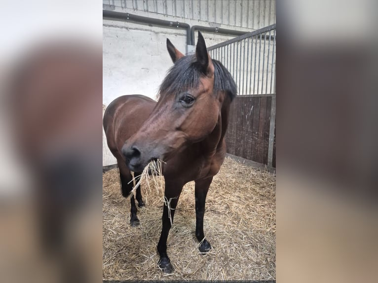 Lewitzer Stute 13 Jahre 147 cm Brauner in Quitzow
