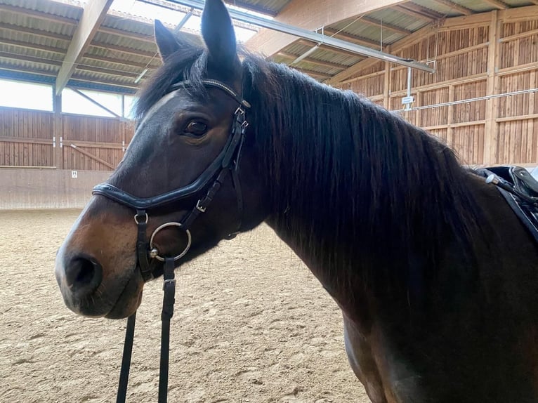 Lewitzer Mix Stute 13 Jahre 148 cm Brauner in Potsdam