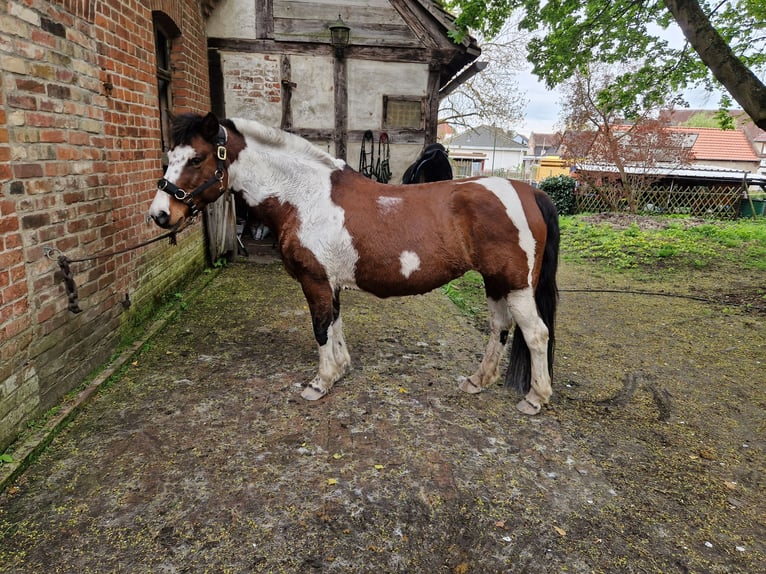 Lewitzer Stute 14 Jahre 140 cm Schecke in Harbke